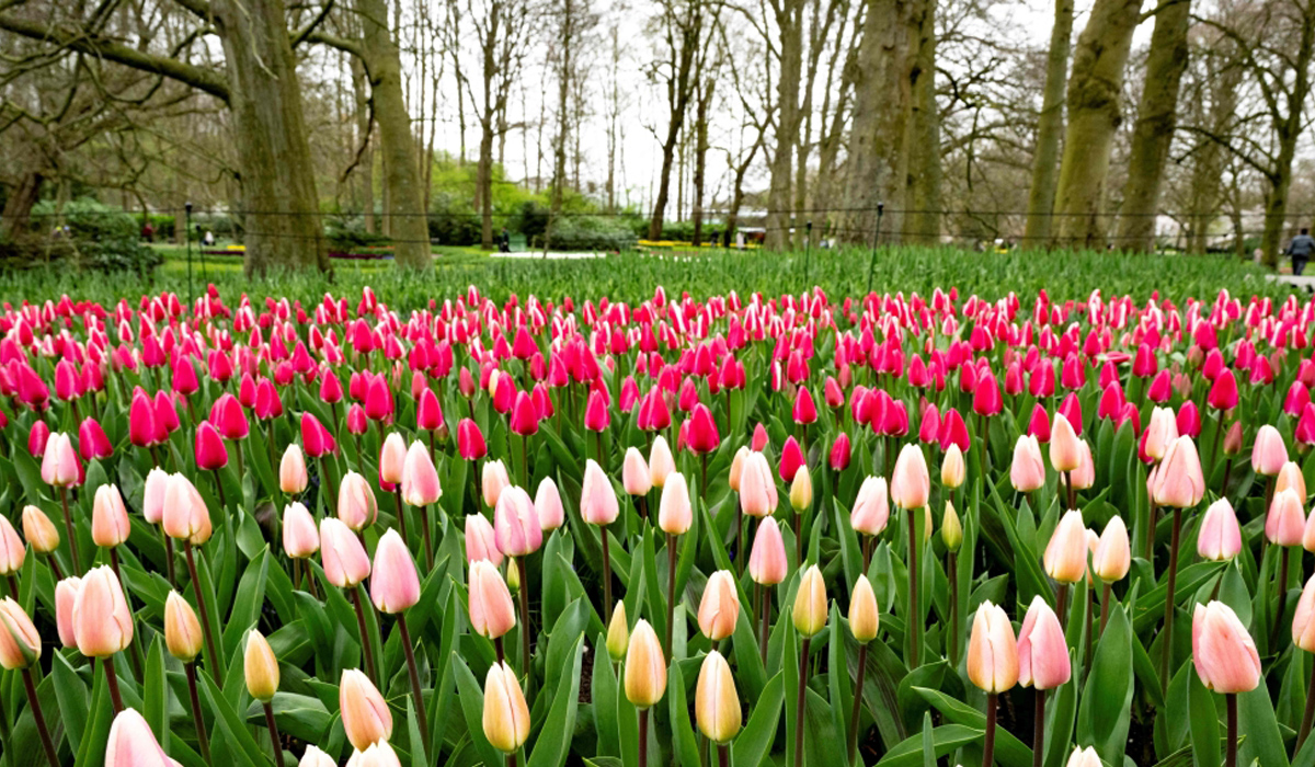 World’s biggest tulip garden marks 75th edition